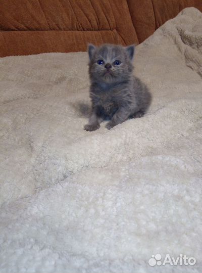 Котёнок