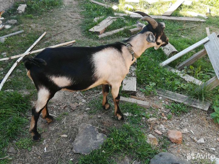 Альпийский молодой козел