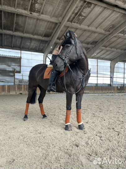 Лошадь на продажу