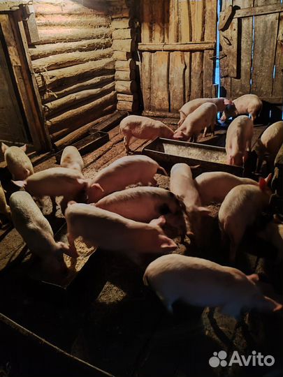 Поросенок ландрас