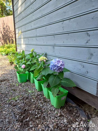 Гортензия крупнолистная саженцы