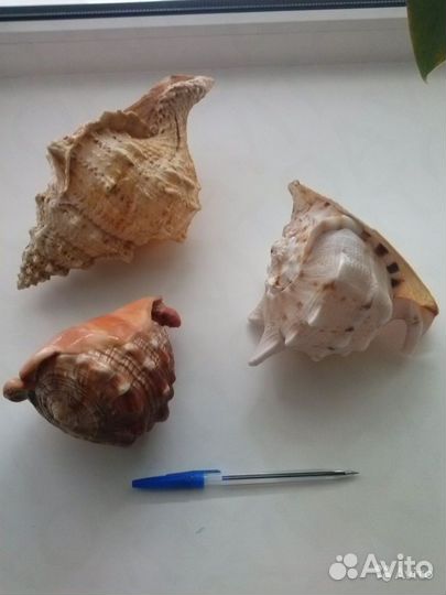 Морские раковины