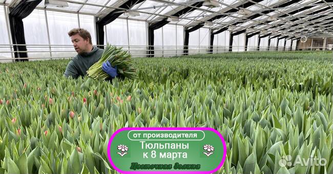 Тюльпаны оптом к празднику 8 марта