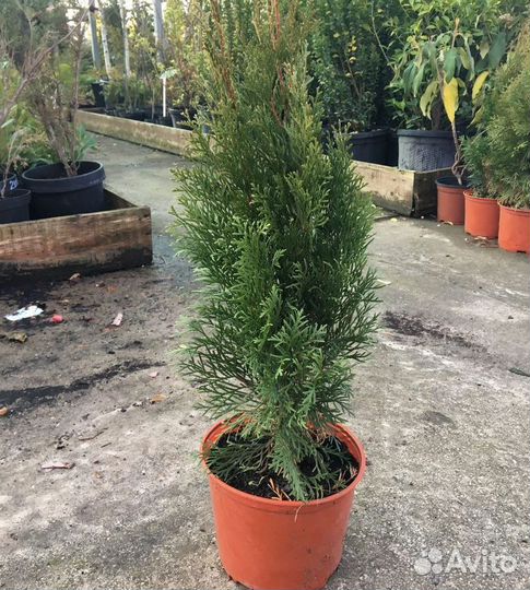 Туя Смарагд