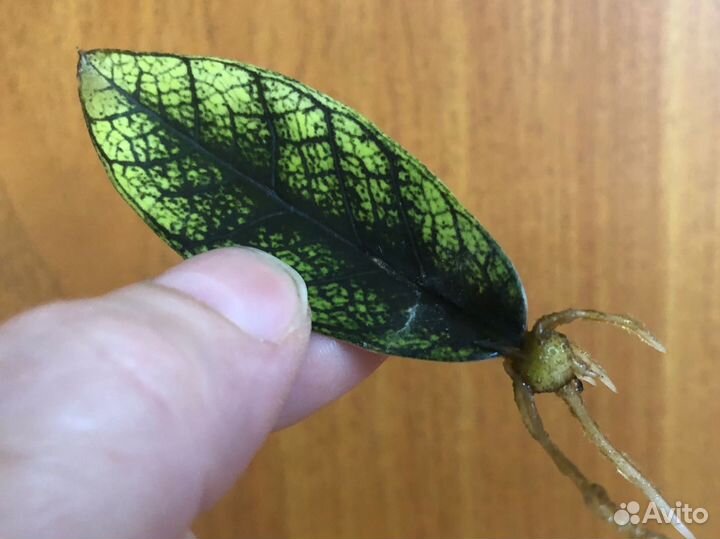 Замиокулькас листами с бульбочками