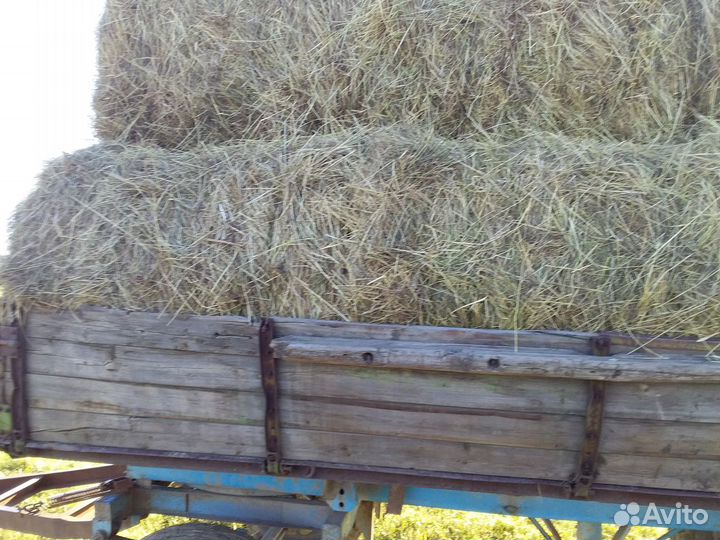 Продам сено в рулонах