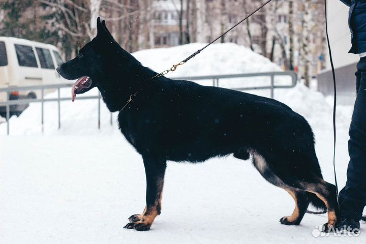 Кобель вязка