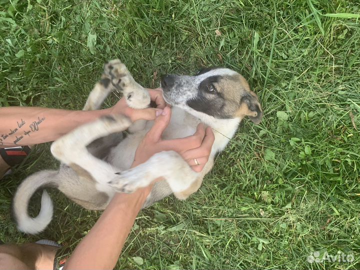 Щенок в добрые руки Хаски метис