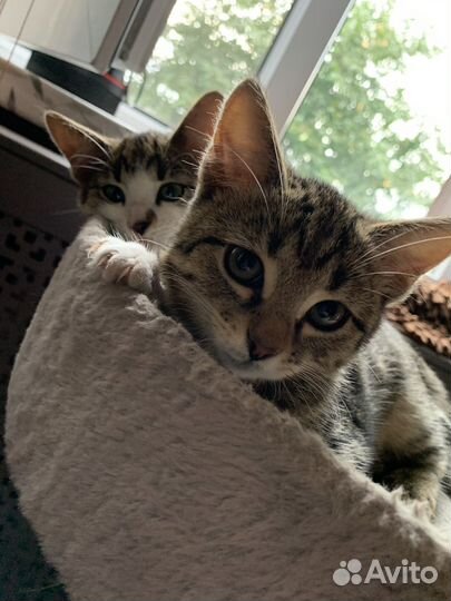 Кошка в дар бесплатно