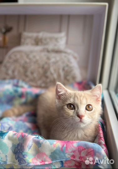 Персиковый котенок мальчик