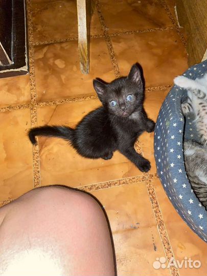 Котятки в добрые руки