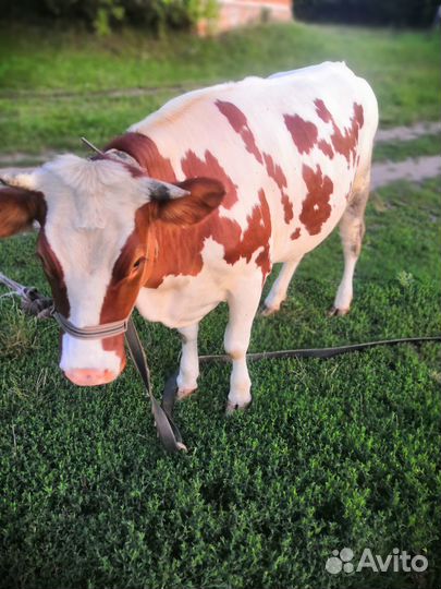 Тёлочка 1,5 года