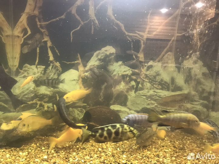 Аквариум и рыбки