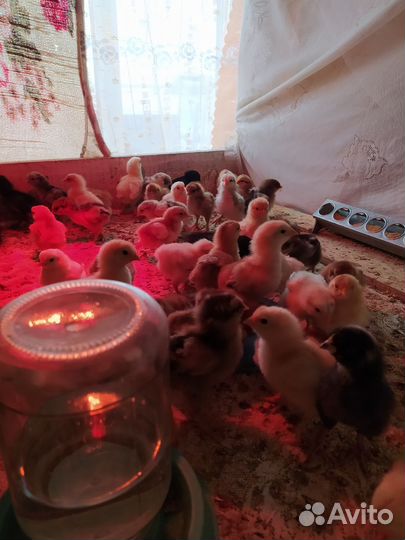 Цыплята несортировоной несушки