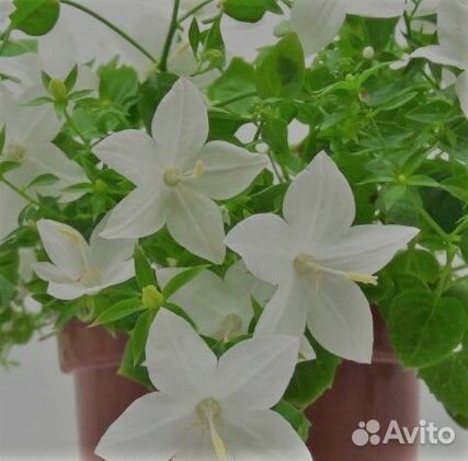 Кампанула (колокольчик)