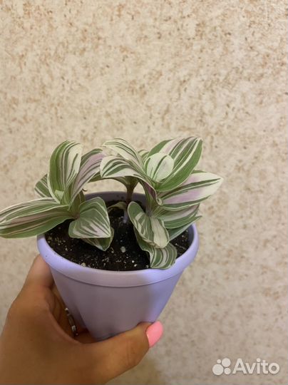 Комнатные цветы. Традесканция, Шеффлера