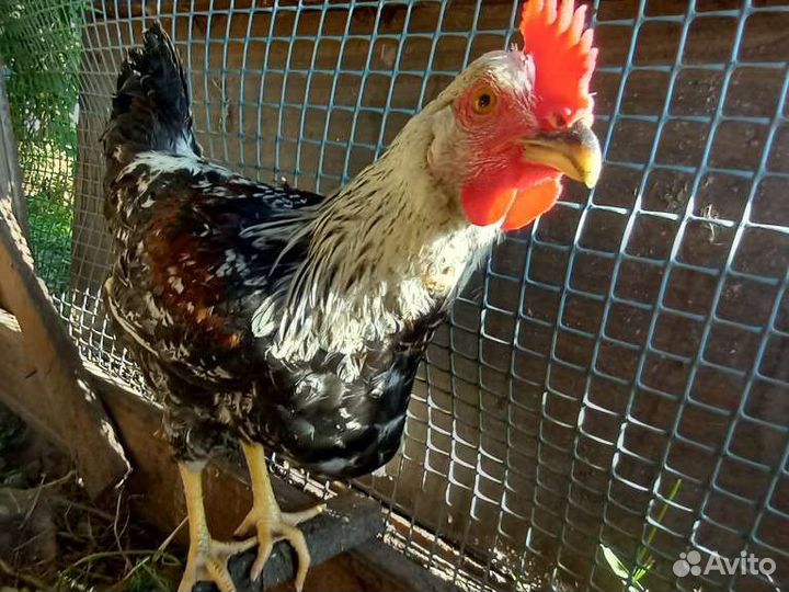 Петухи загорско лососевые