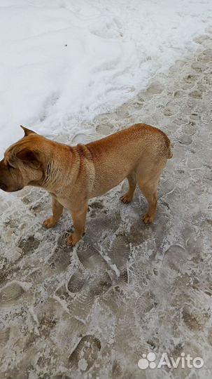 Собака, порода шарпей,девочка, 8 мес