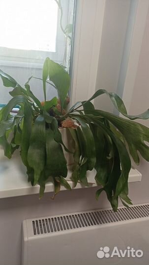 Платицериум оленерогий