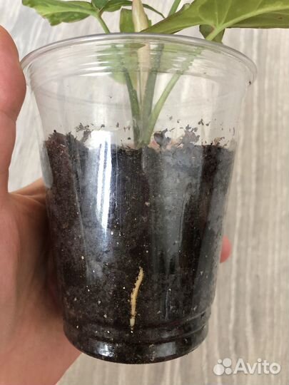 Сингониумы