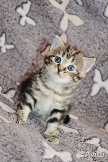 Шотландская вислоухая