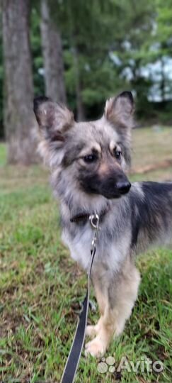 Маленькая собака