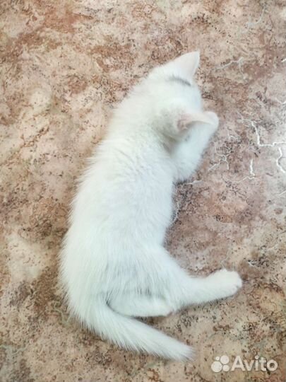 Кошка турецкая ангора