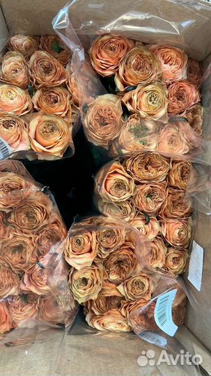 Розы оптом и в розницу