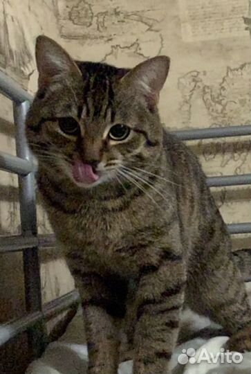 Кот в добрые руки