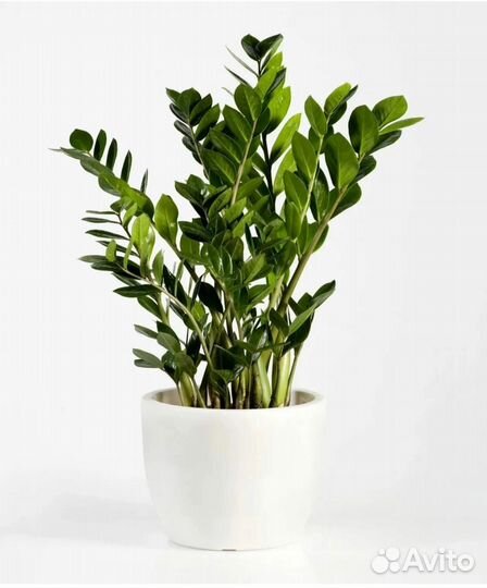 Комнатные растения