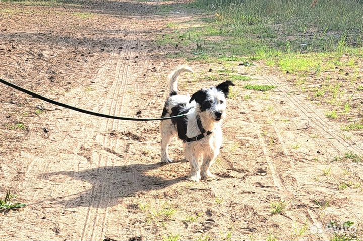 Собака в приюте