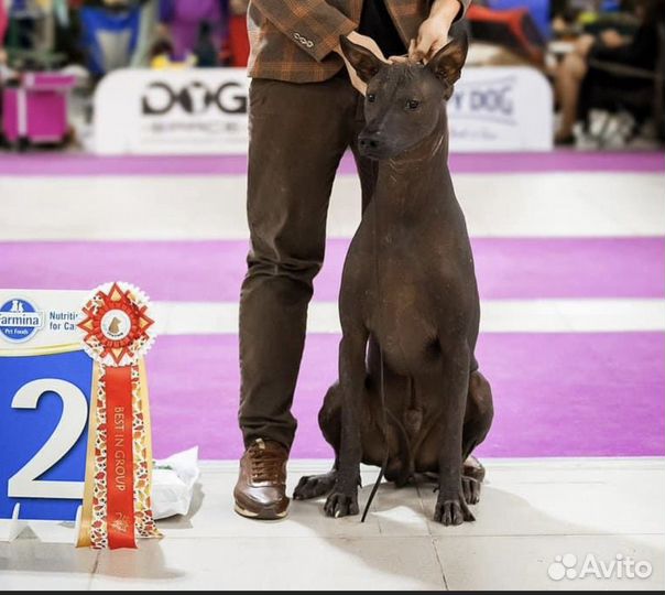 Мексиканская голая стандартная (Ксолоитцкуинтли )