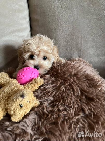 Щенки Мальтипу F1