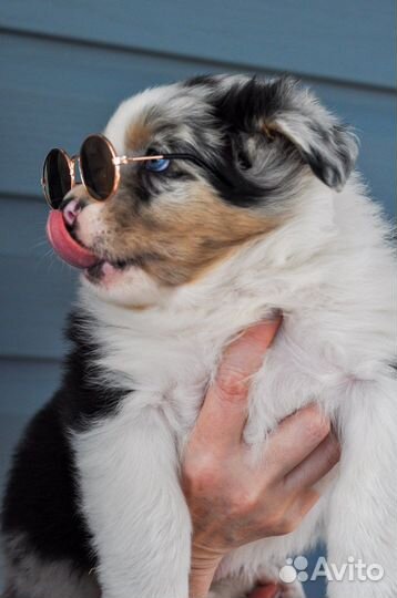 Щенки аусси