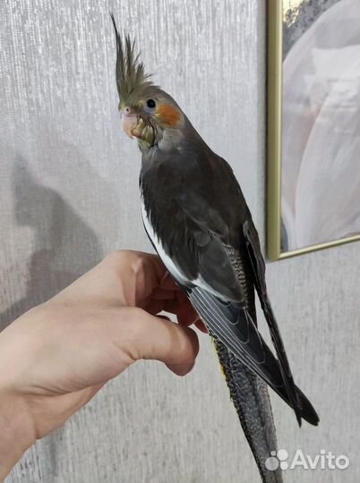 Корелла птенцы ручные