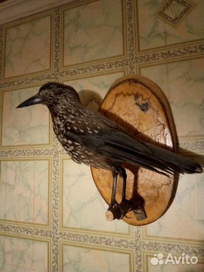 Чучело птицы