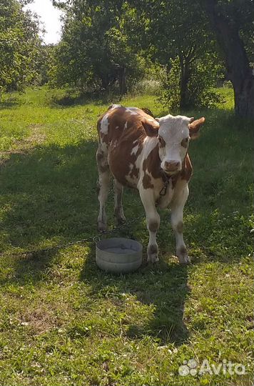 Телята бычки