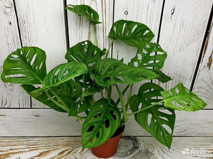 Монстера Манки Маск