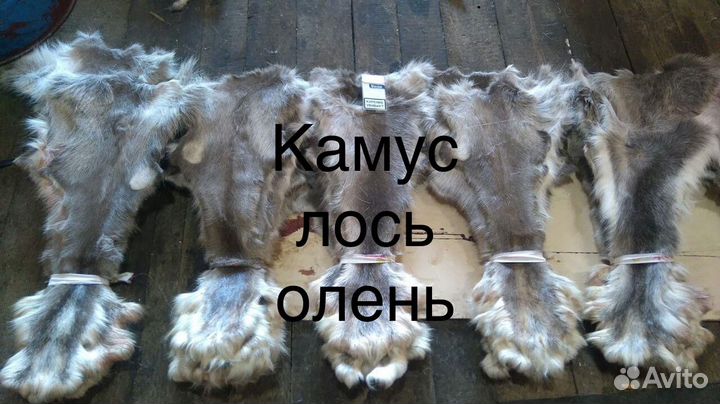 Камус лось олень