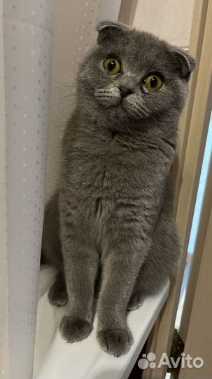 Шотландская кошка