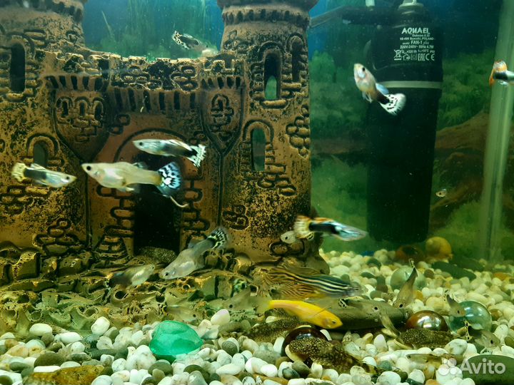 Аквариумные рыбки Гуппи