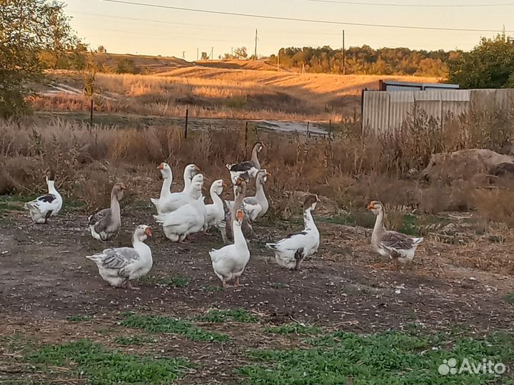 Холмогорские гуси