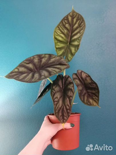 Алоказии детки