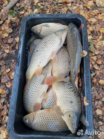 Живая рыба карп