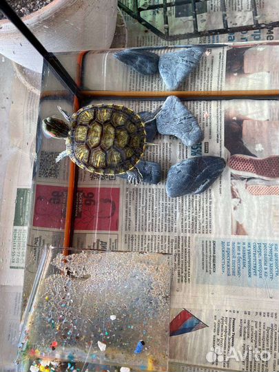 Красноухая черепаха с аквариумом
