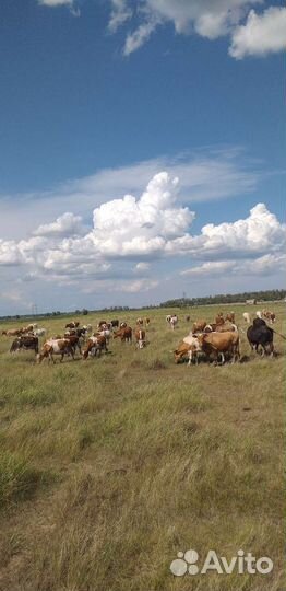 Быки, тёлочки