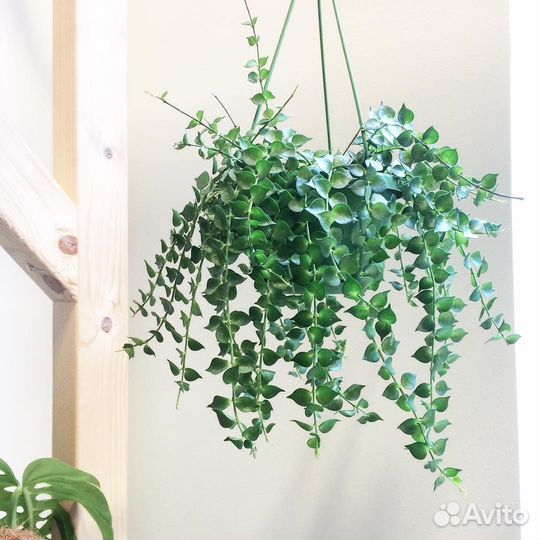 Орхидея; дисхидия