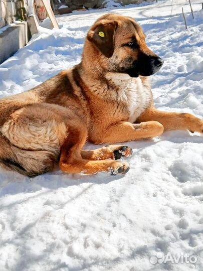 Собака в добрые руки