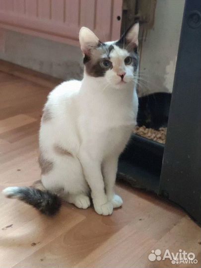 Чудесная голубоглазая Тинки ищет передержку дом