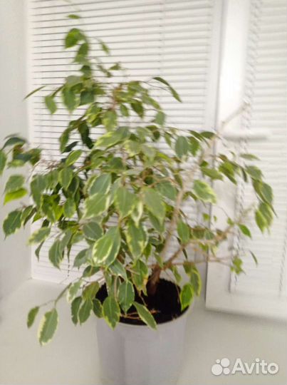 Фикус бенджамина большой